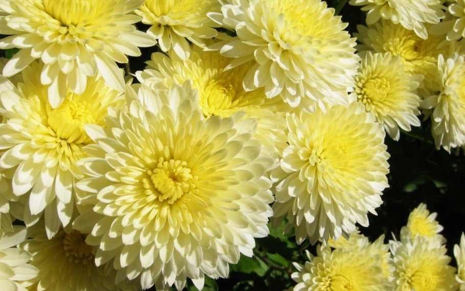 Хризантема помпон Еллоу
