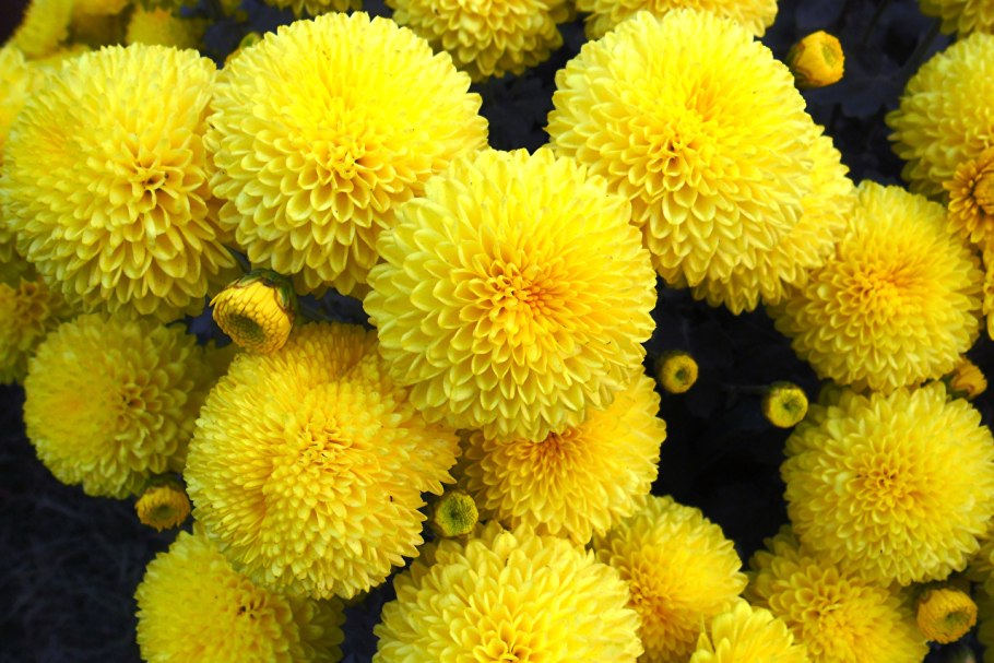 Хризантема Венди Еллоу