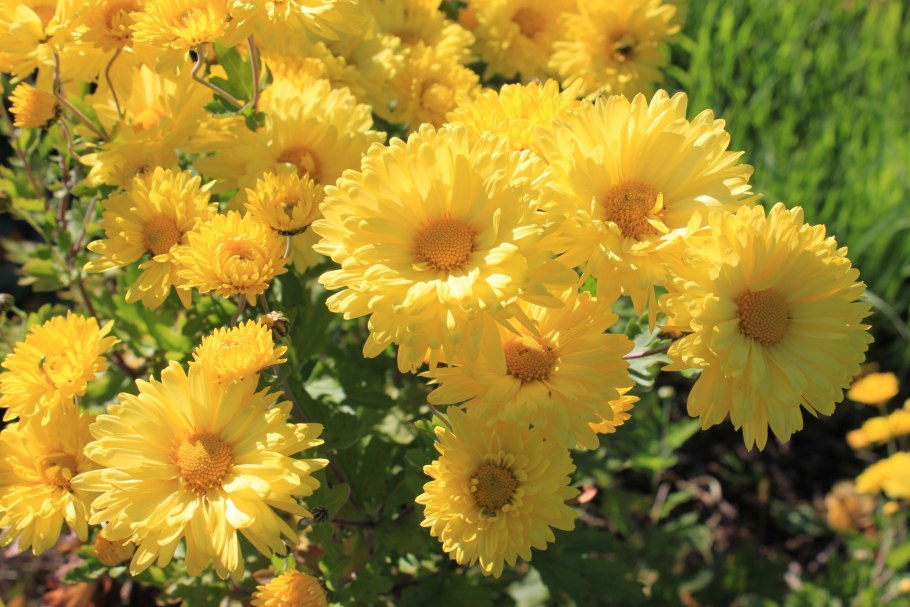 Хризантема Аламос Еллоу