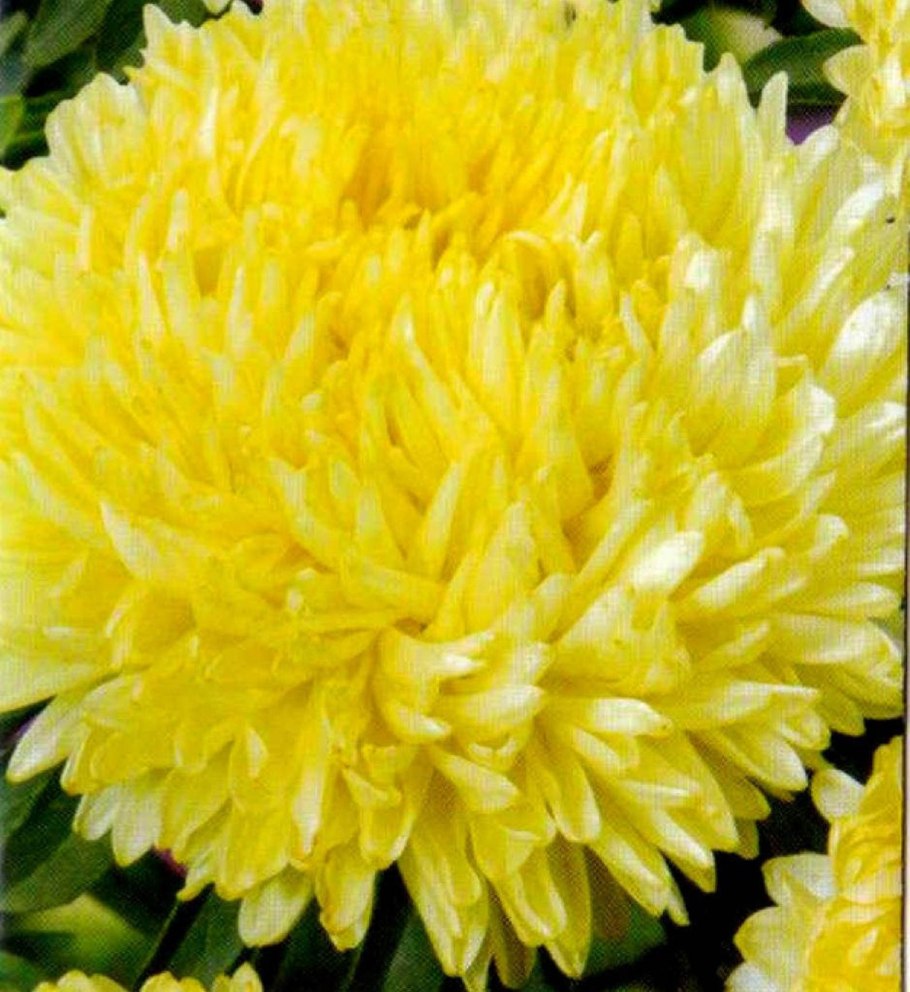 Хризантема осеннее Рандеву