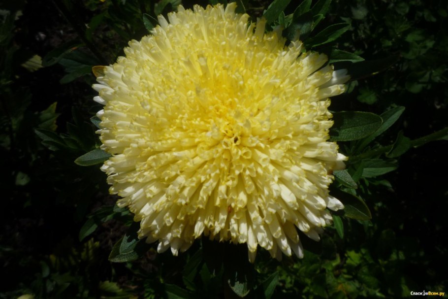 Астра Гала желтая