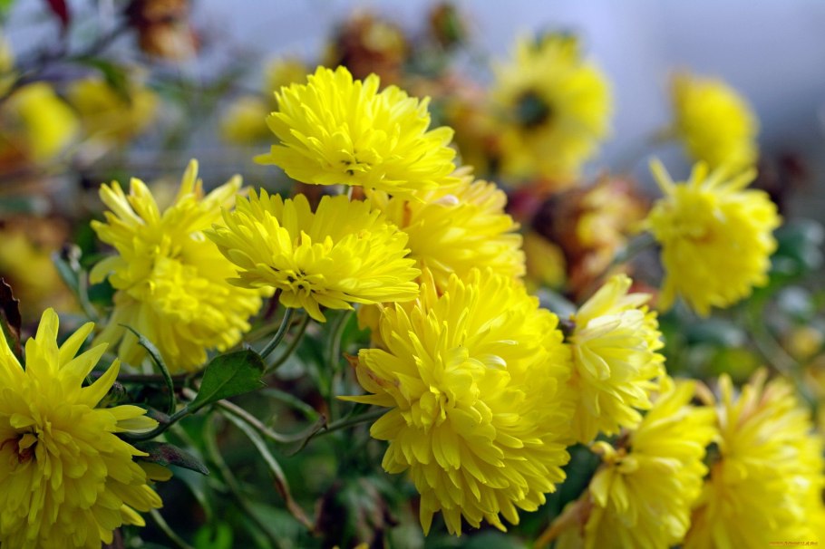 Астра китайская (Callistephus chinensis)