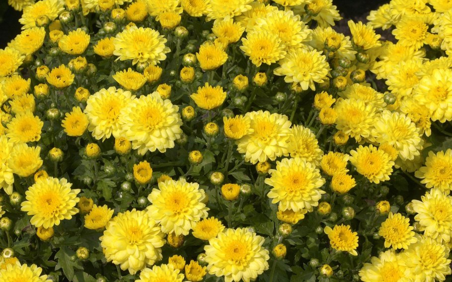 Хризантема Хейди Йеллоу