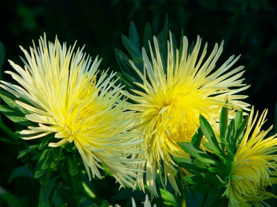 Жёлтые хризантемы