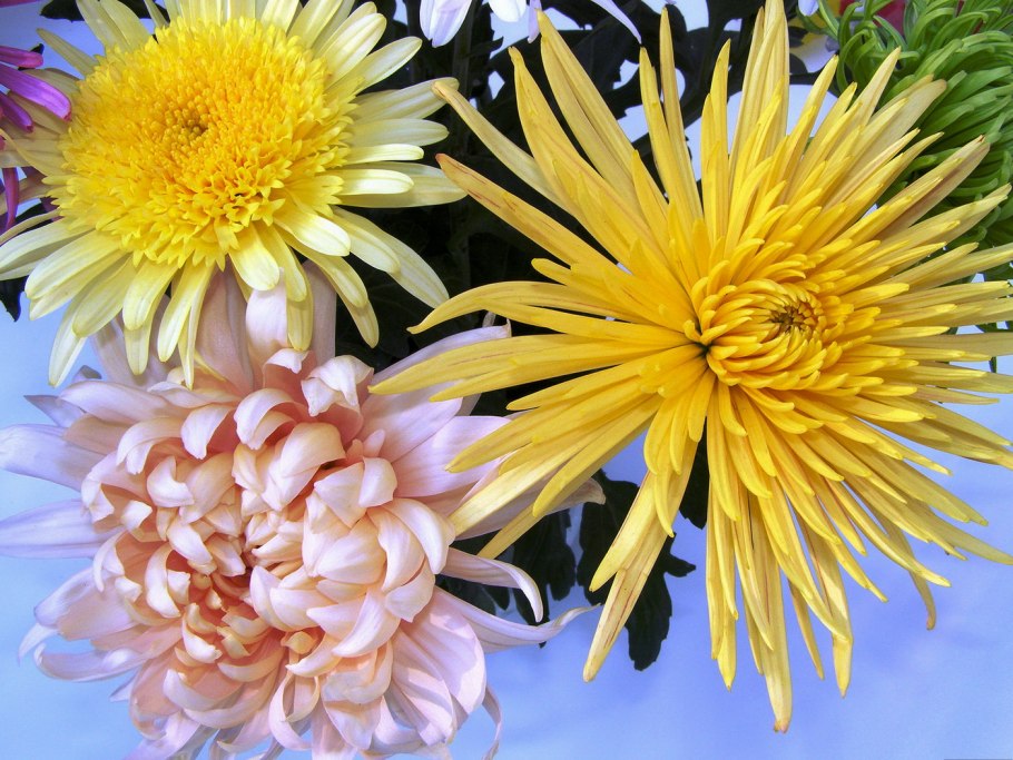 Хризантема Белла Голд