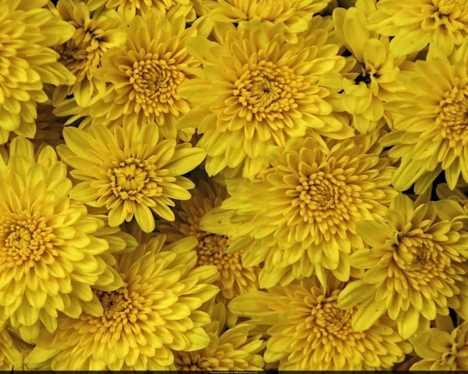 Хризантема Эбби желтая