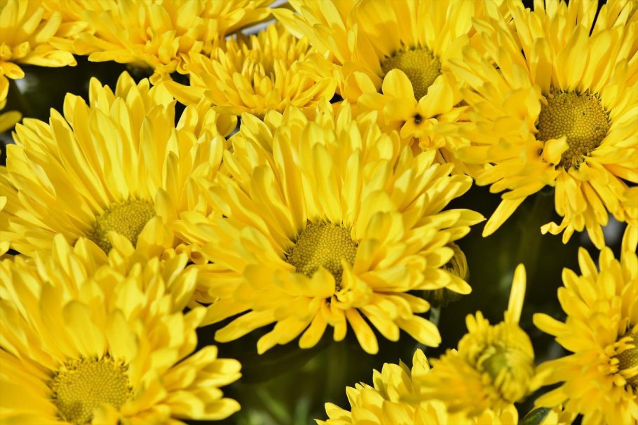 Астра китайская Gala Yellow