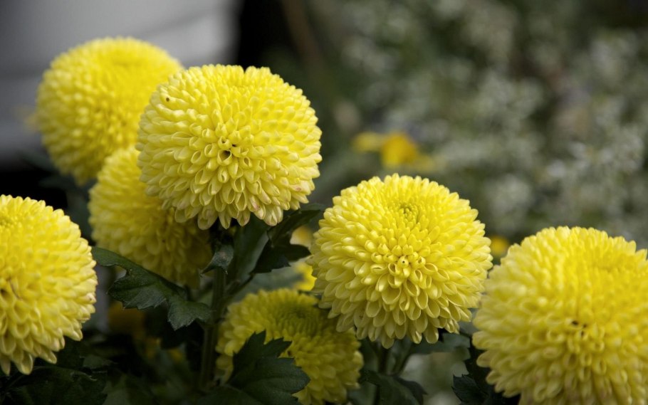 Астра низкорослая жёлтый ковёр