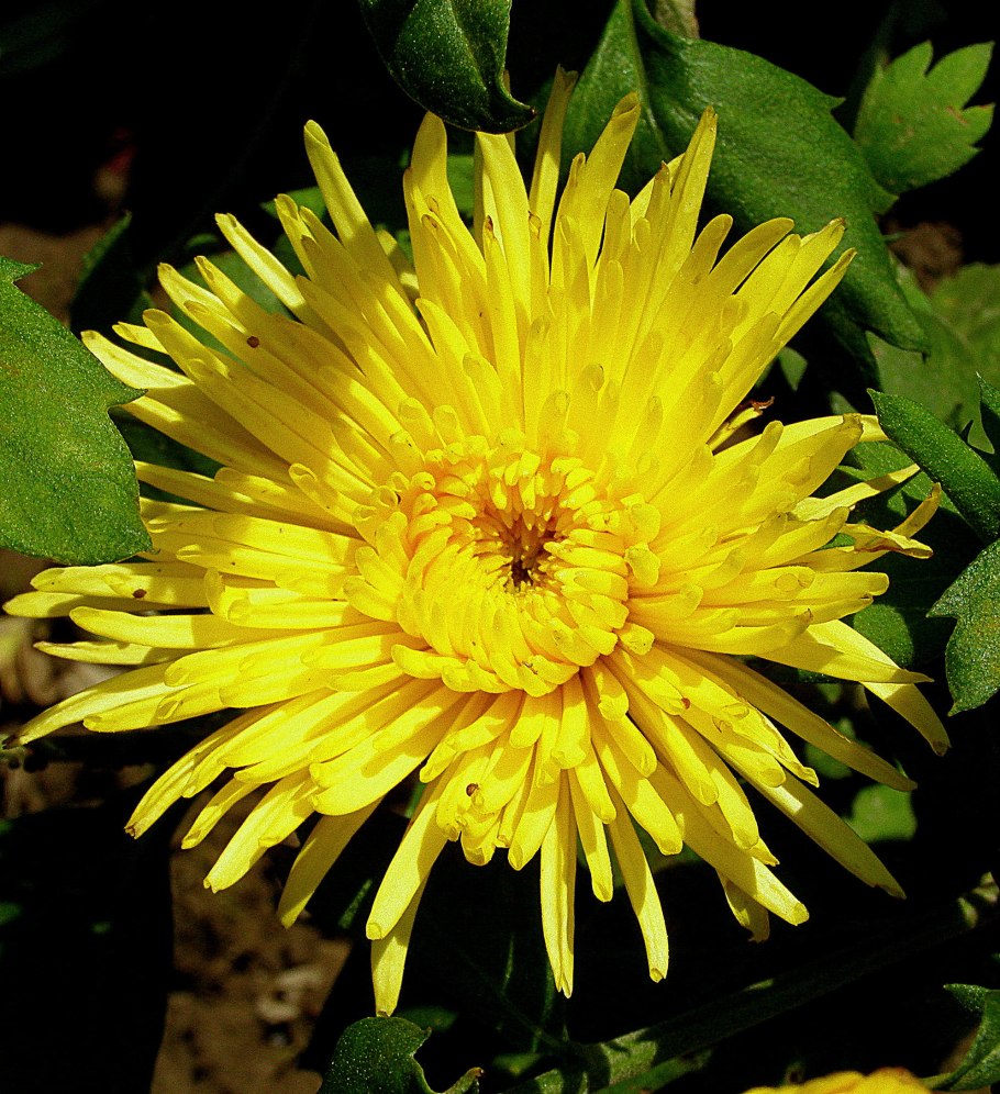 Хризантема Pina Colada