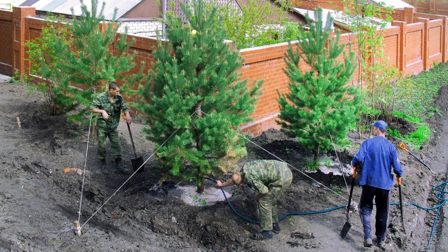 Посадка крупномеров хвойных