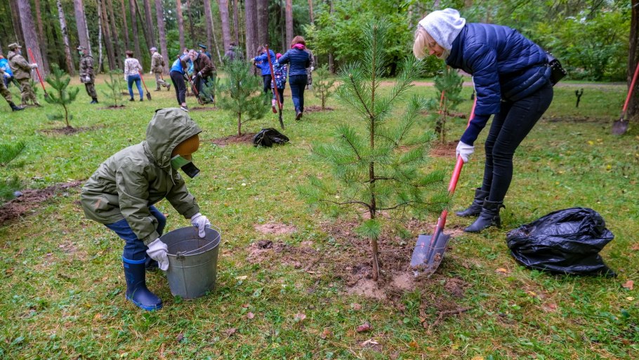Высадка деревьев в лесу