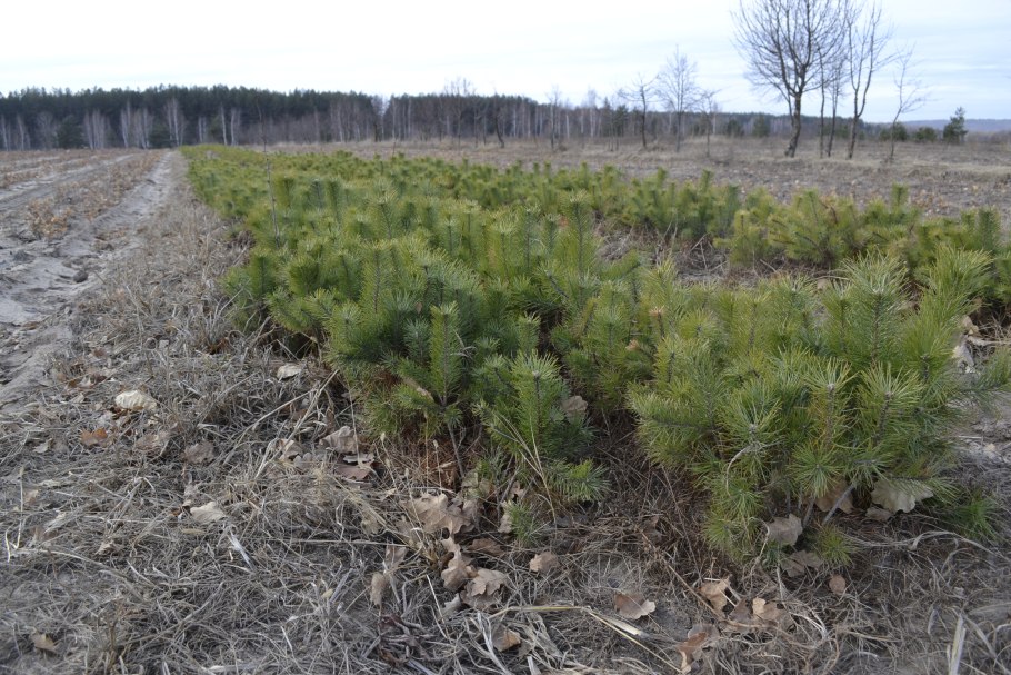 Саженец сосны (Pinus Sylvestris)