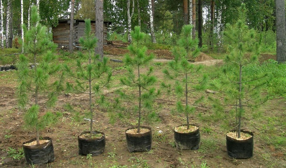 Сосна Кедровая Сибирская сеянцы
