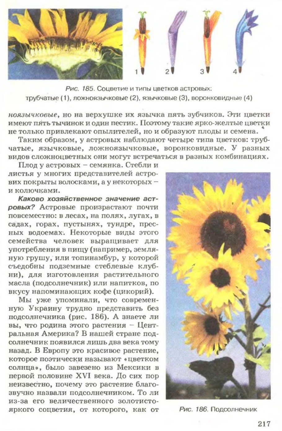 Строение соцветия подсолнечника