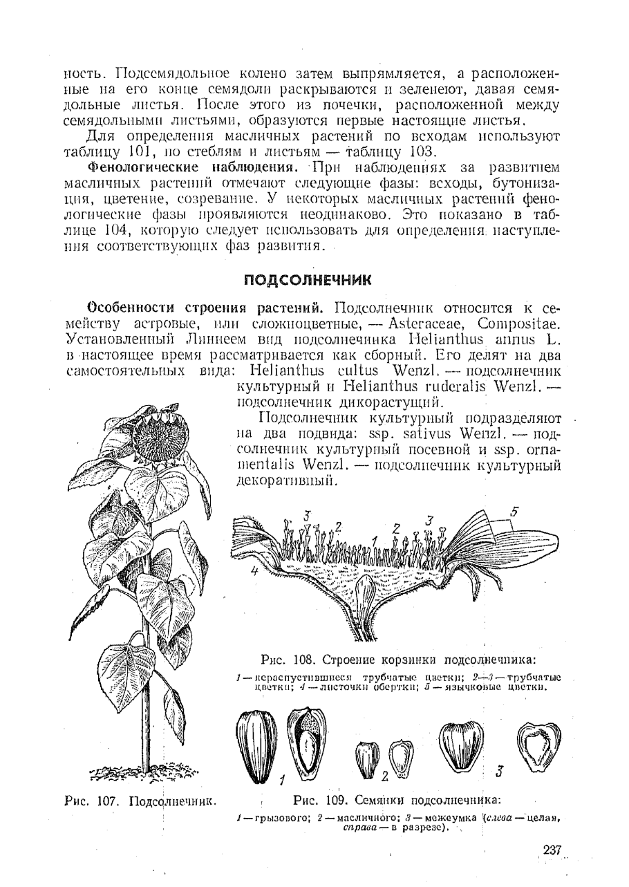 Стадии роста подсолнуха