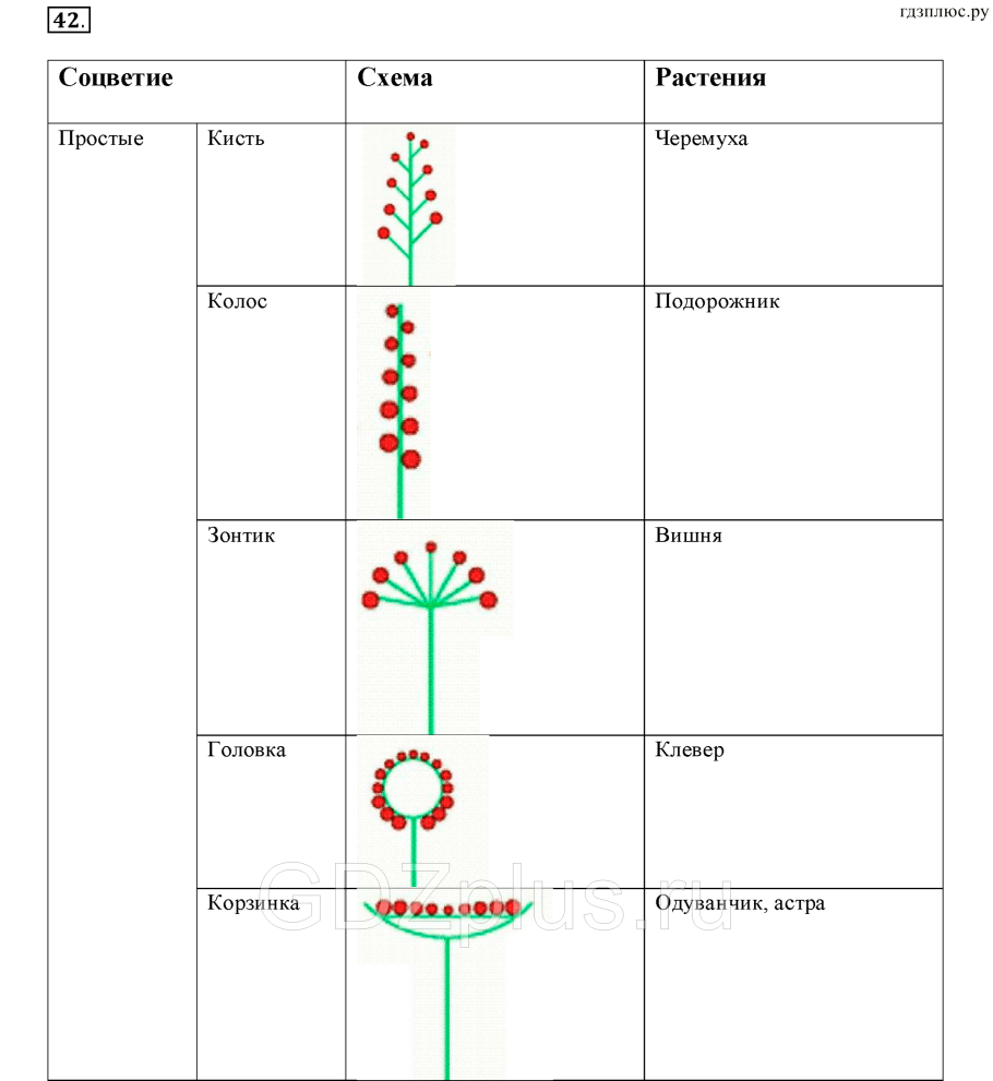 Сложноцветные соцветие корзинка