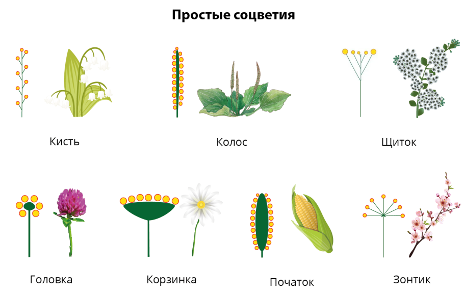 Тип соцветия липы