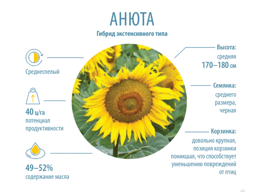 Строение соцветия подсолнечника