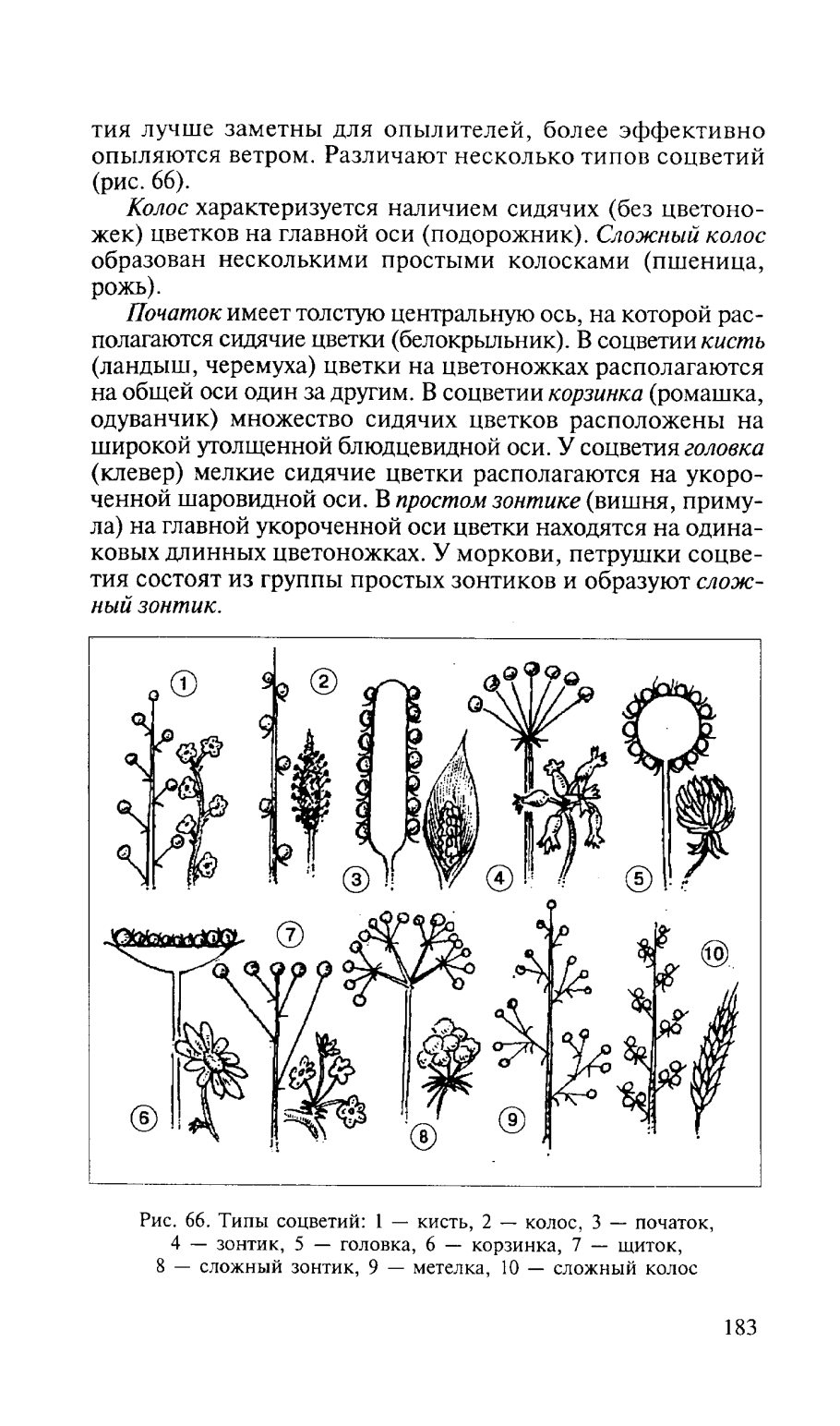 Схема классификации соцветий цветковых растений
