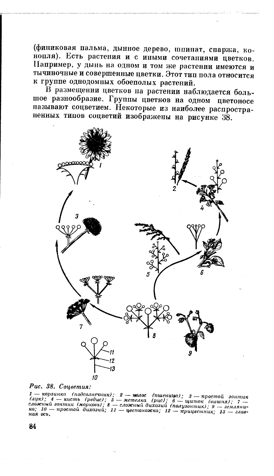 Строение семянки подсолнечника