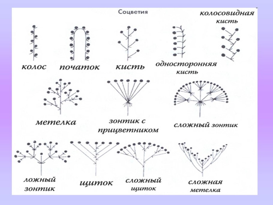 Семена подсолнуха рисунок