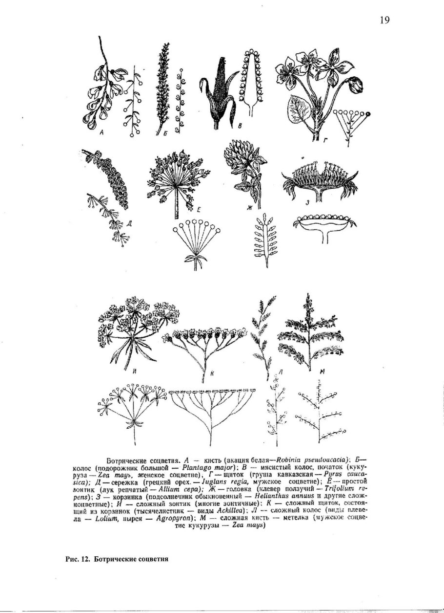 Фрондозное соцветие