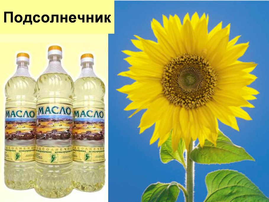 Строение соцветия кисть