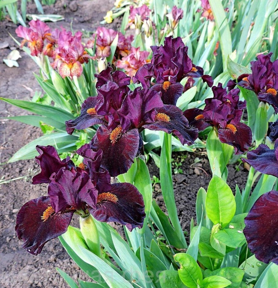 Ирис Касатик карликовый