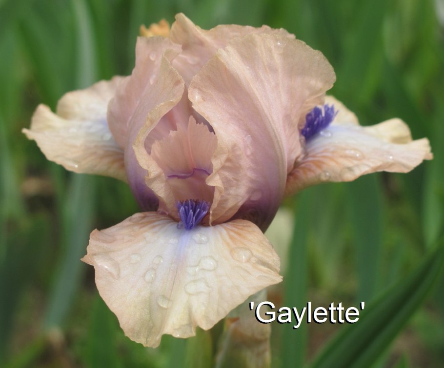 Ирис карликовый рейнджер