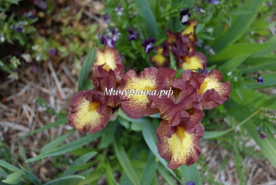 Ирис карликовый Тинкер Белл