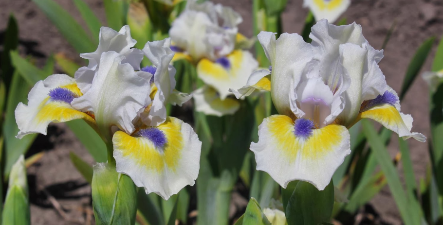 Ирис Пинк Кастион