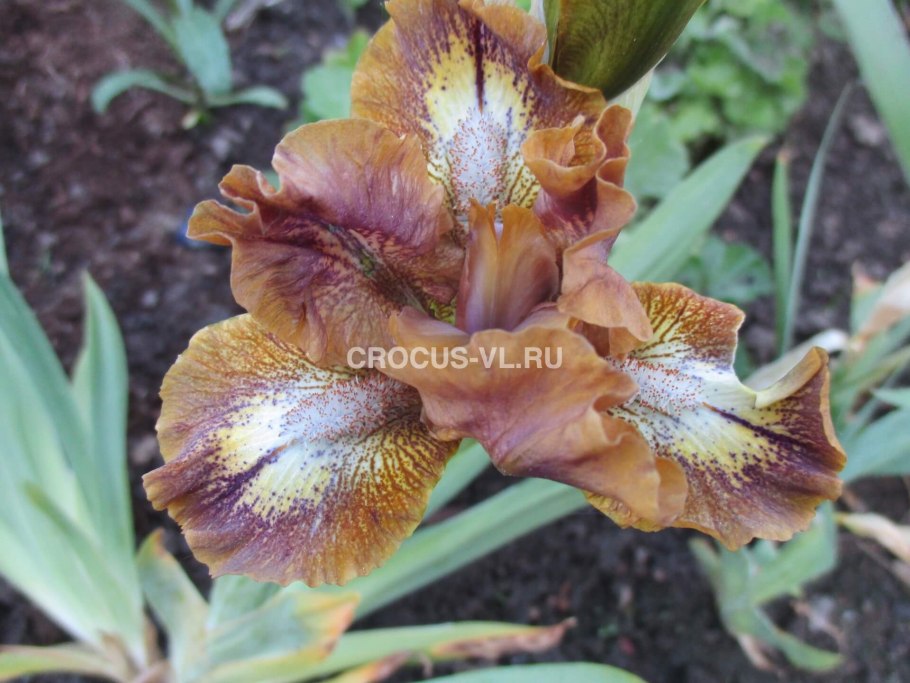 Ирис kinky Boots (