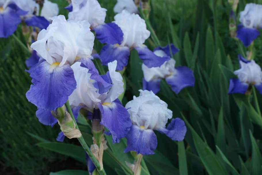 Ирис карликовый Петит полька