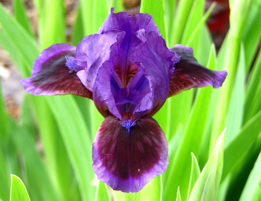 Карликовые бородатые ирисы