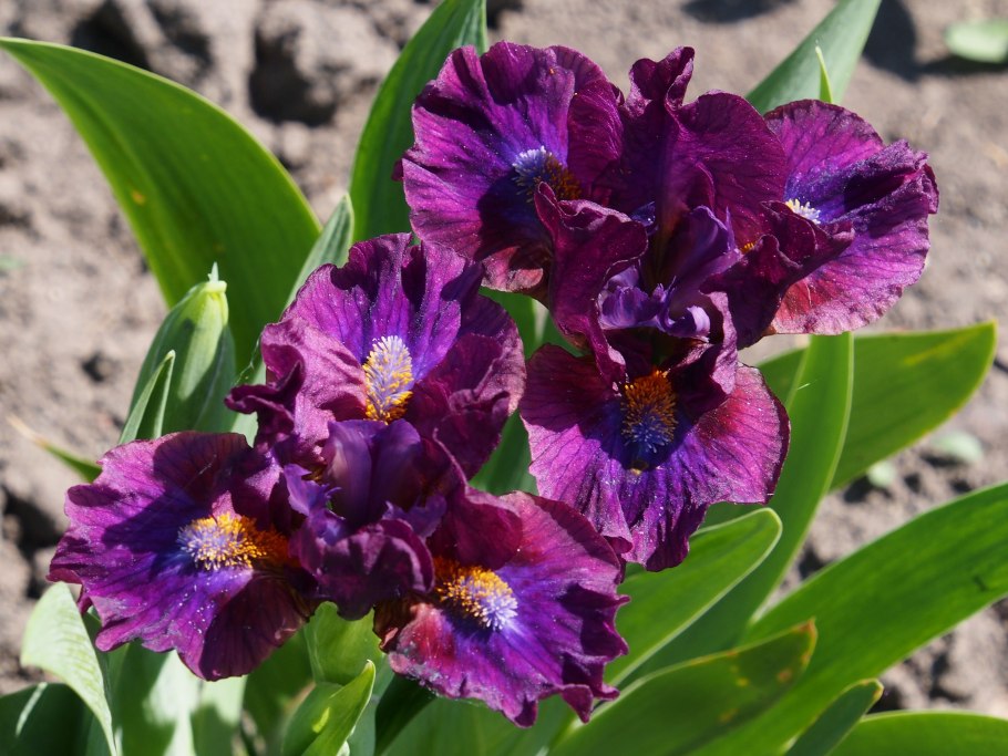 Ирис германский indian Chief (Индиан Чиф)