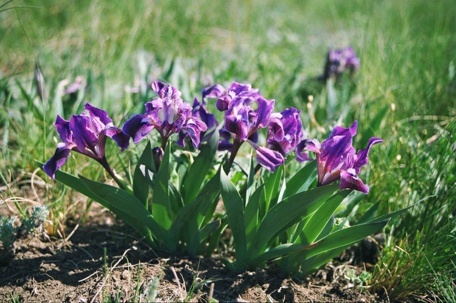 Ирис карликовый smooch