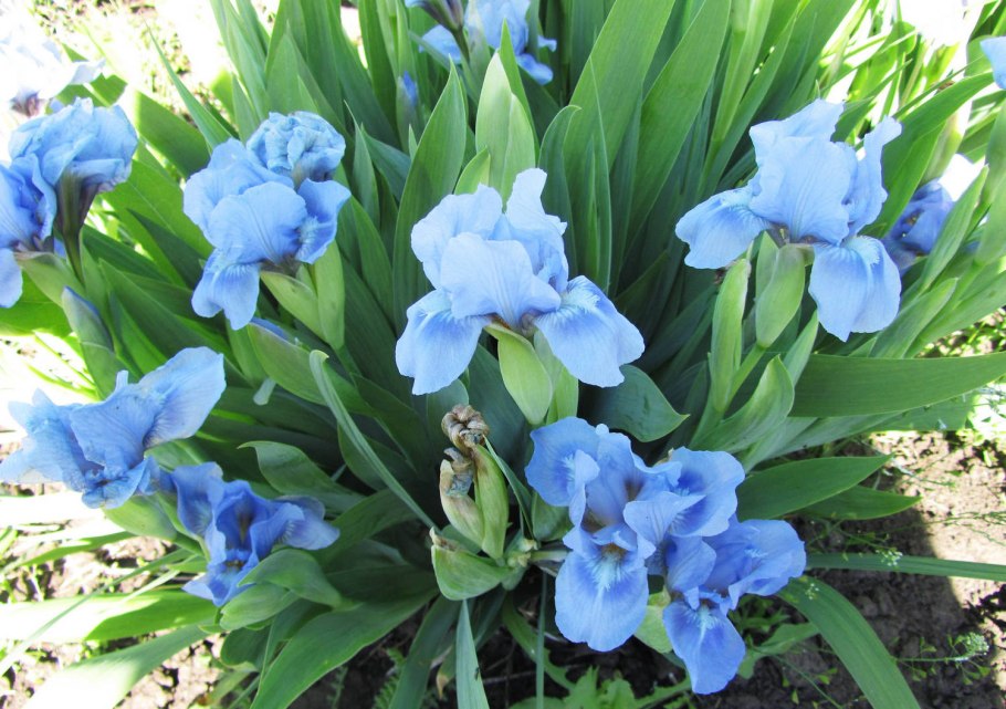 Ирис карликовый (Iris pumila)