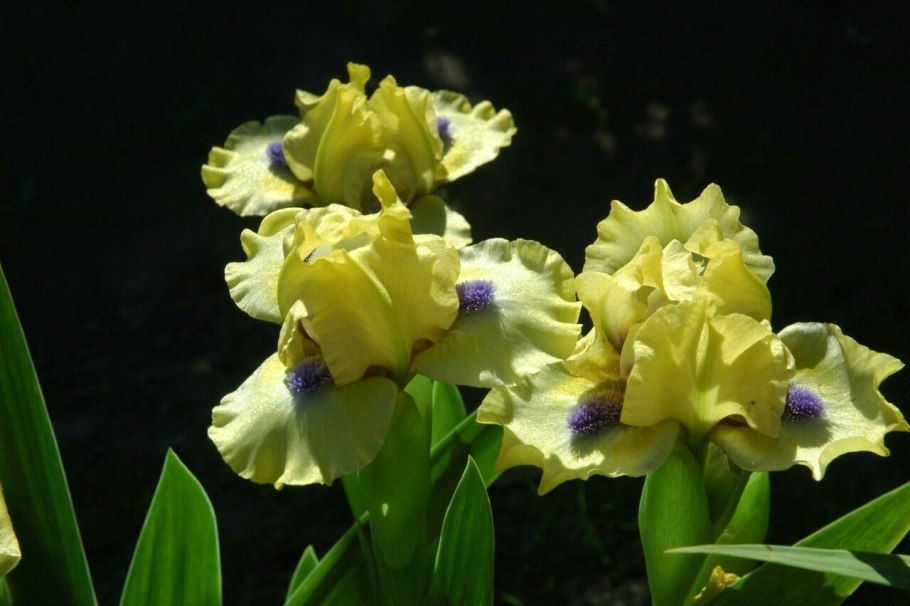 Ирис бордюрный желтый