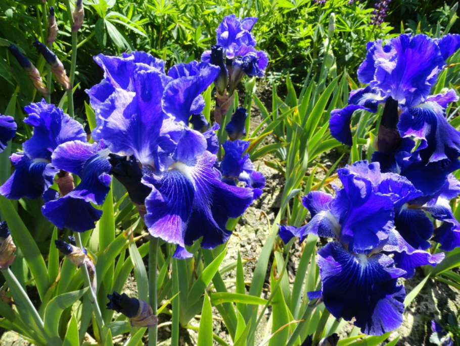 Ирис Surrounded Black