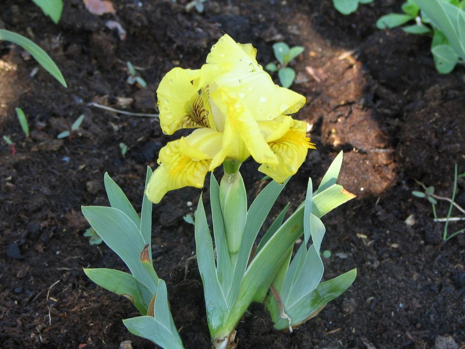 Ирис карликовый Brassie