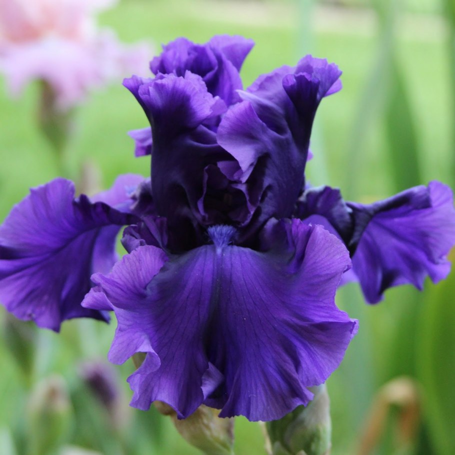 Ирис карликовый Блю деним