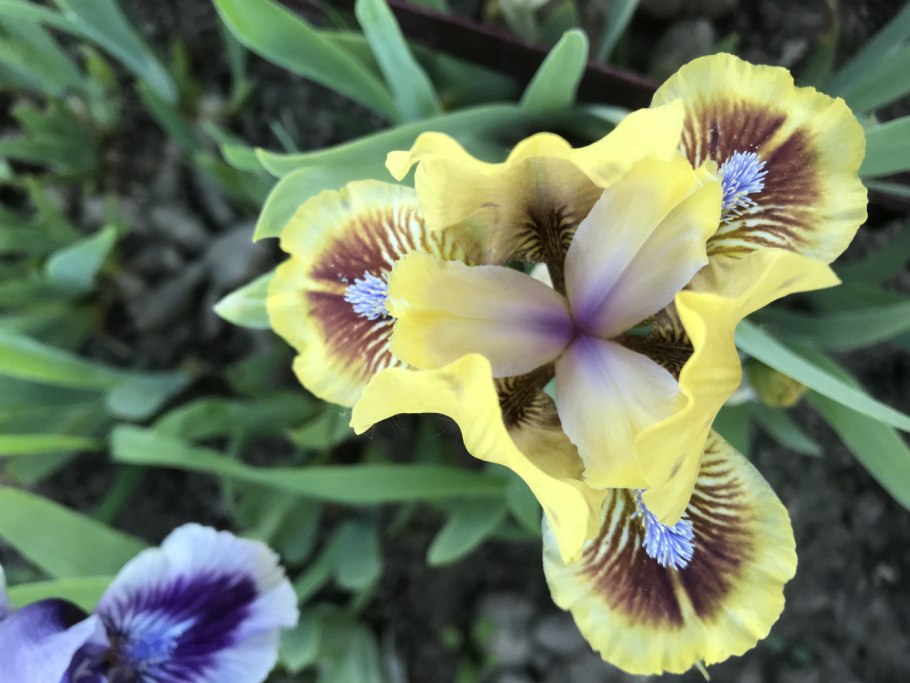 Ирис карликовый Банбури Раффлс