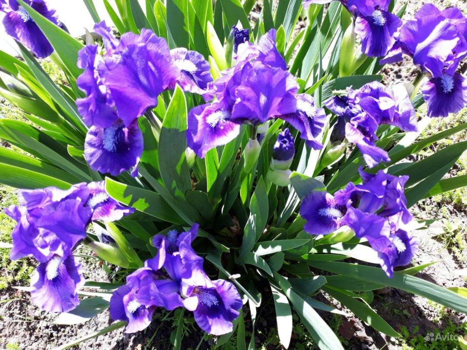 Ирис карликовый Mister Roberts