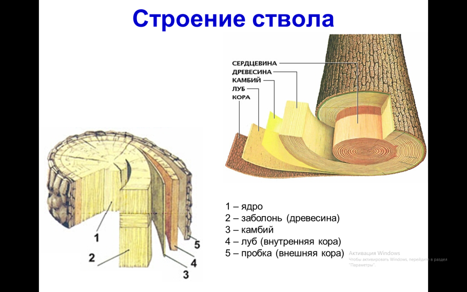 Кора дерева референс