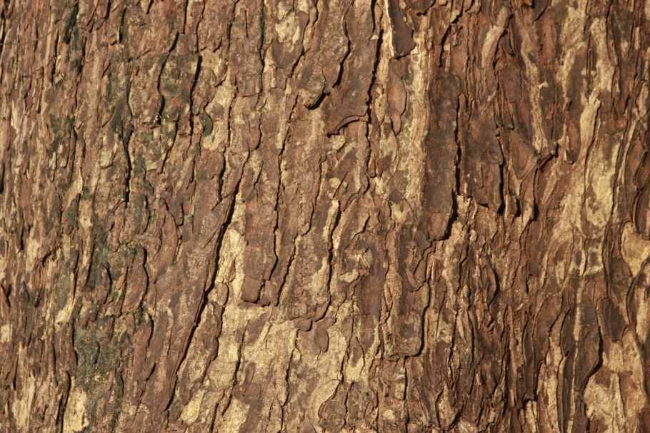 Spruce Bark texture бесшовная