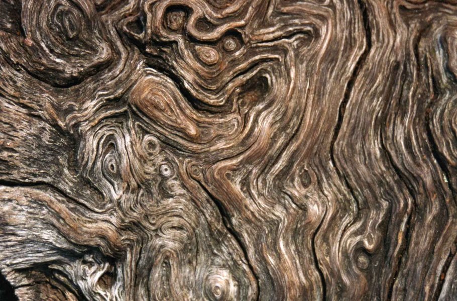 Кора дерева фактура
