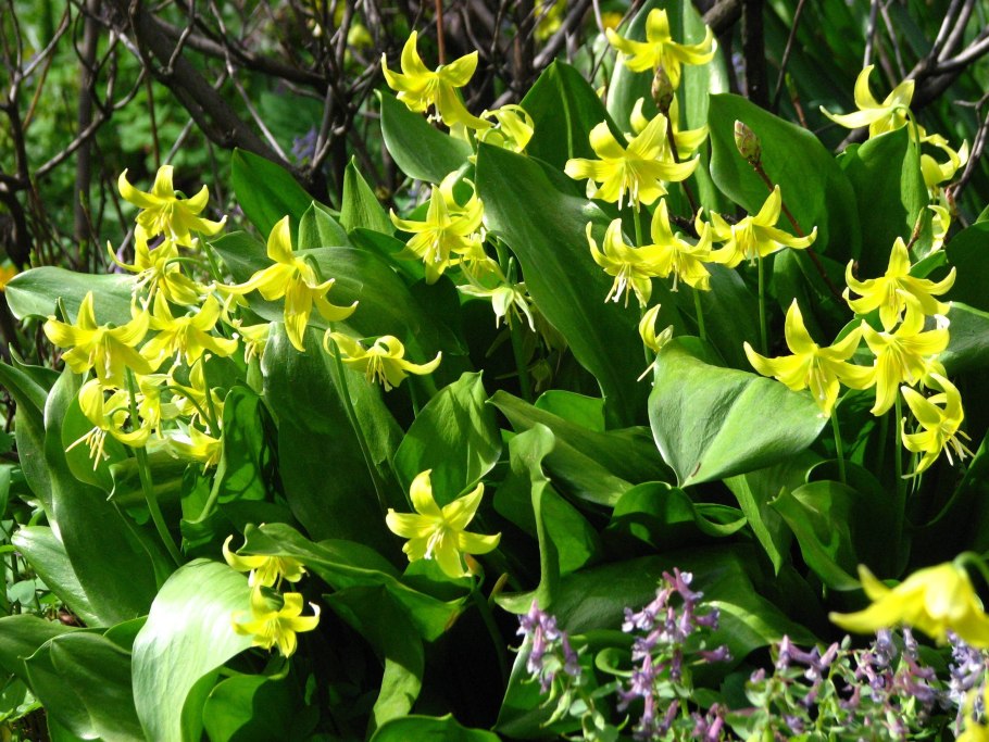 Кандык (Erythronium)
