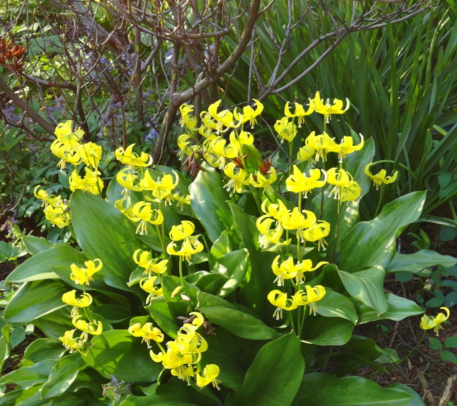 Кандык (Erythronium)
