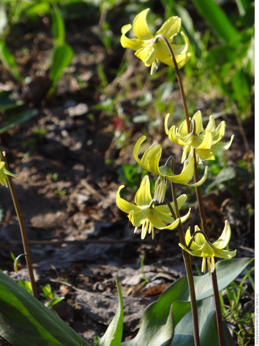 Кандык гибридный