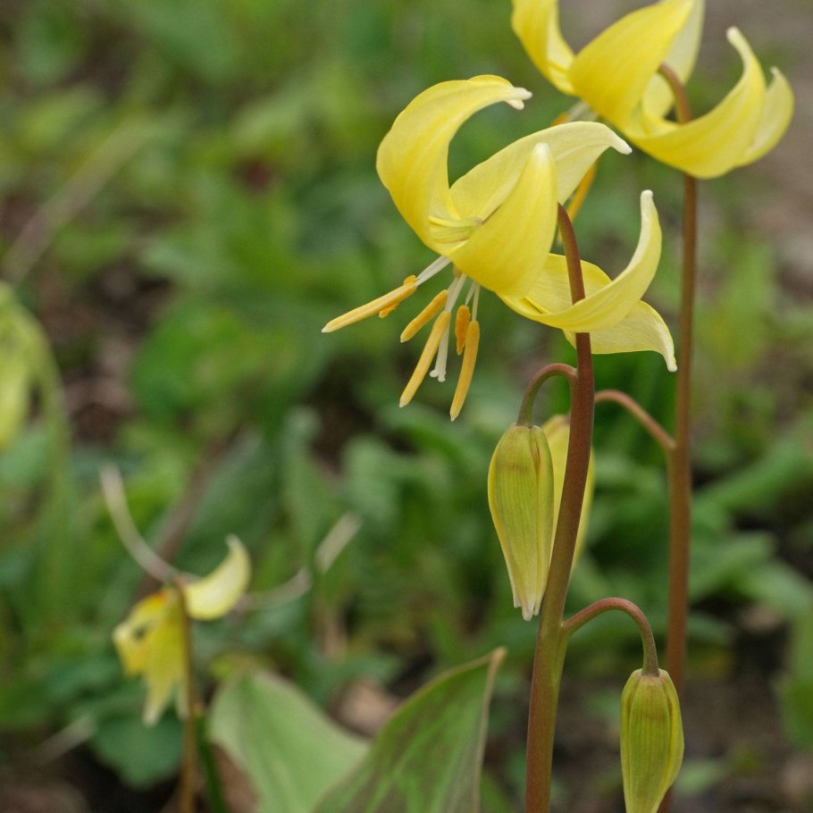 Кандык туолумнийский